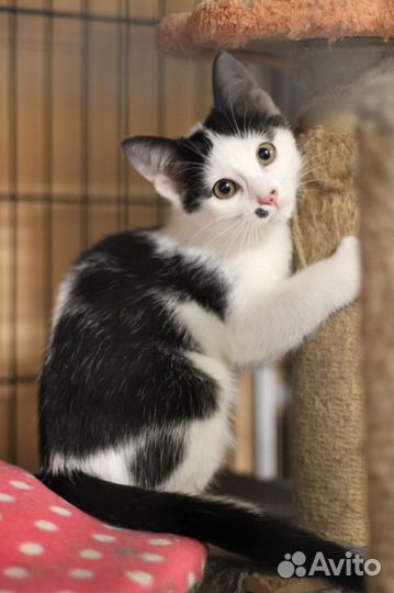 Котенок Фёдор