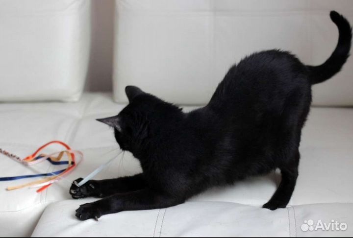 Кошка в добрые руки