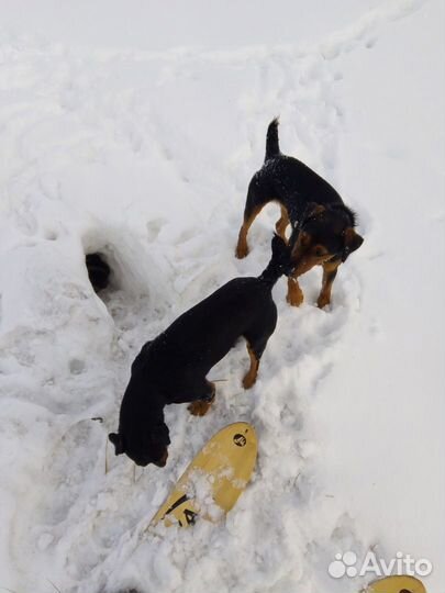 Кобели для Вязок