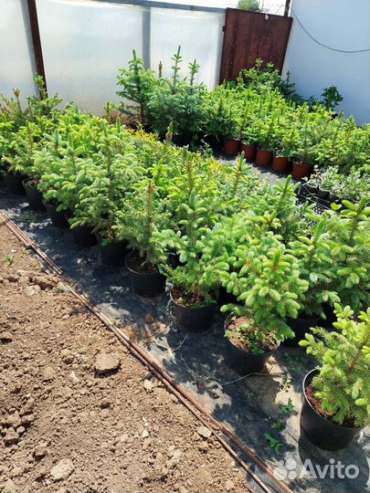 Ель колючая голубая форма Глаука