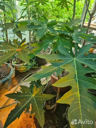 Папайя тамаринд сахарное яблоко лайм бамбук