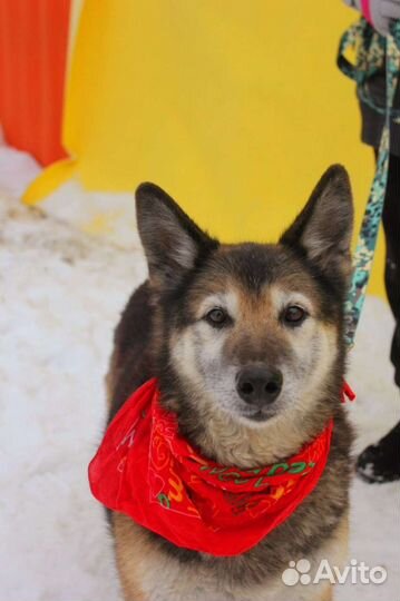 Вся его жизнь - приют