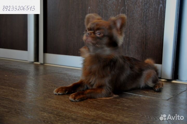 Чихуа шоколадного окраса вязка