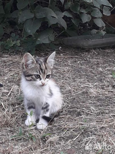 Котята в добрые руки бесплатно