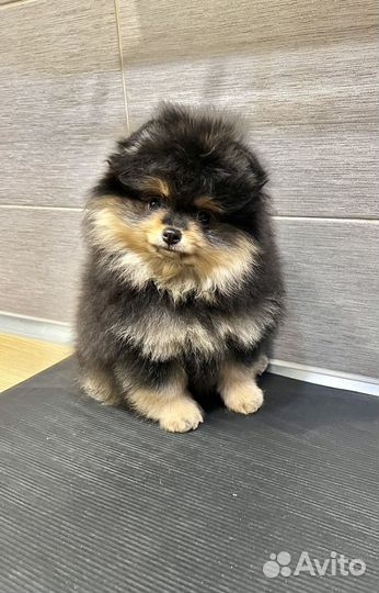 Померанский шпиц