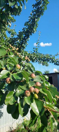 Дача 45 м² на участке 3 сот.