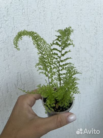 Папоротник fluffy ruffles