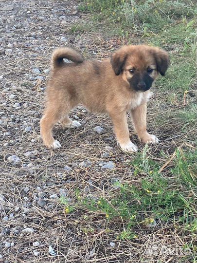 Собаки в дар бесплатно