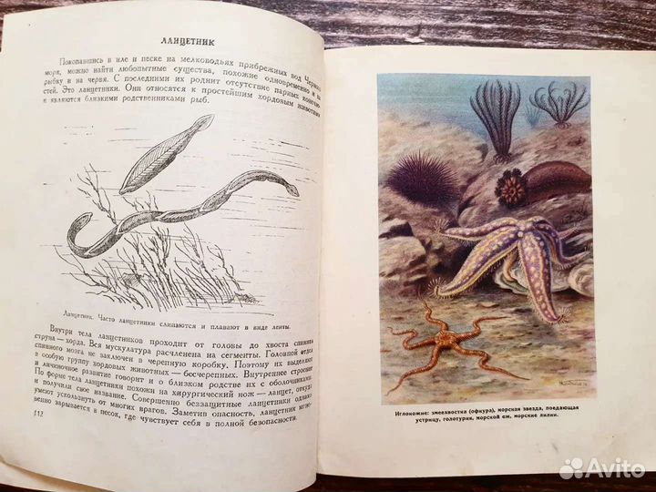 Богоров. Жизнь моря 1950 г