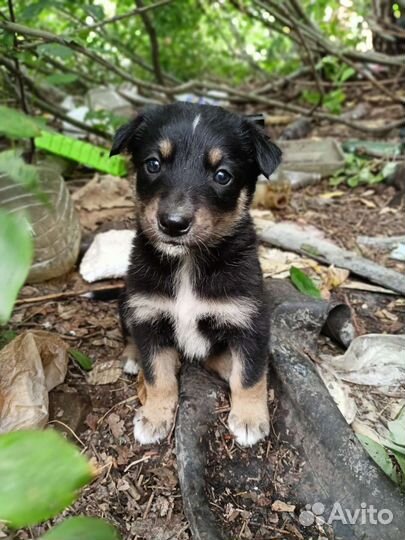 Собака (щенок)