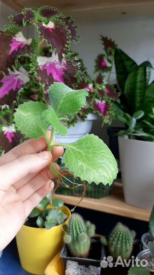 Черенки комнатной мяты