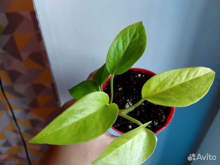 Филодендрон лимон лайм