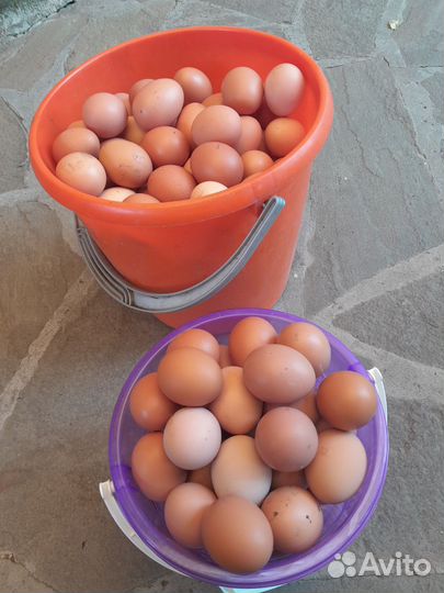 Домашние куриные яйца