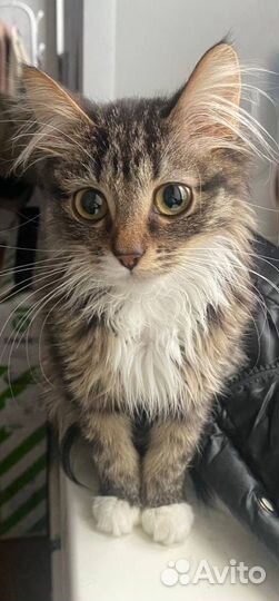 Отдаём в добрые руки