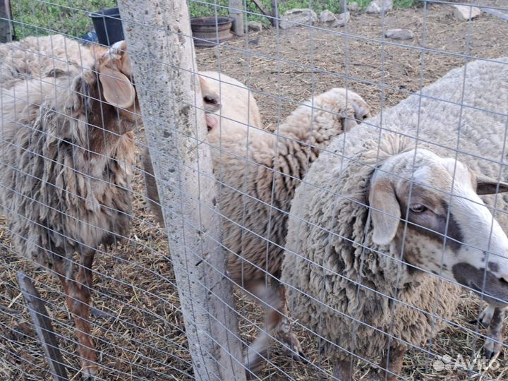 Продаются бараны самки с ярочками