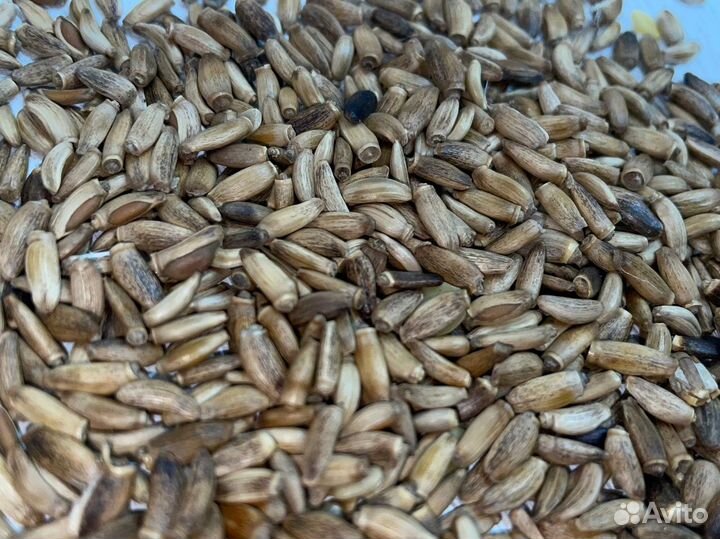 Сафлор. Расторопша