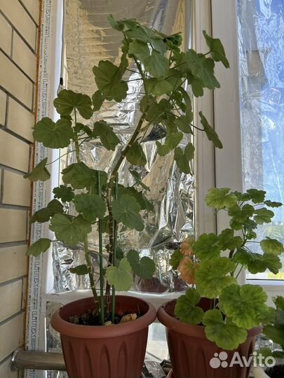 Пеларгония герань