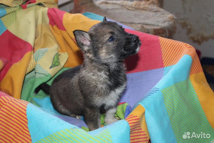 Карапузы ищут дом