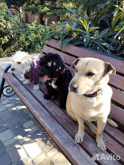 Кинолог (занятия с собаками). Зоопсихолог