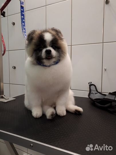 Грумер. Стрижка и уход для собак и кошек