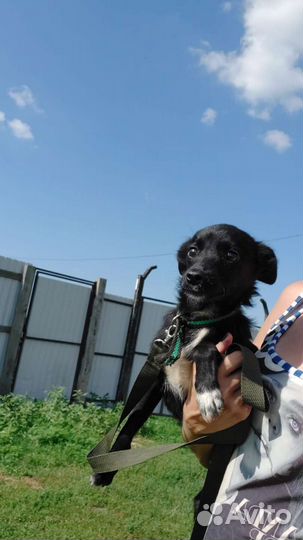 Собака Кнопка