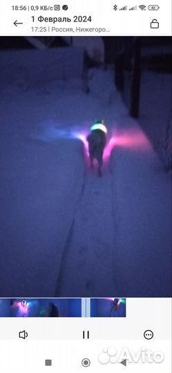 Светящийся ошейник для собак и кошек