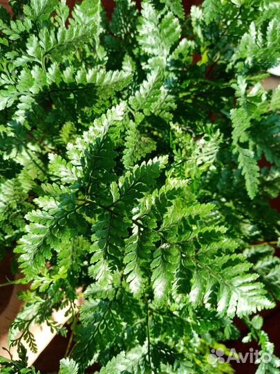 Хумата Тайрмени (Давалия)