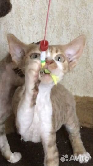 Котята девон-рекс мальчики