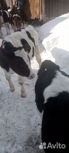 Бычки и быки