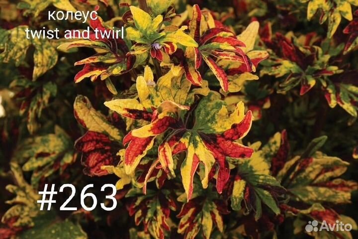 Колеусы вегетативные, сортовые, крапивка