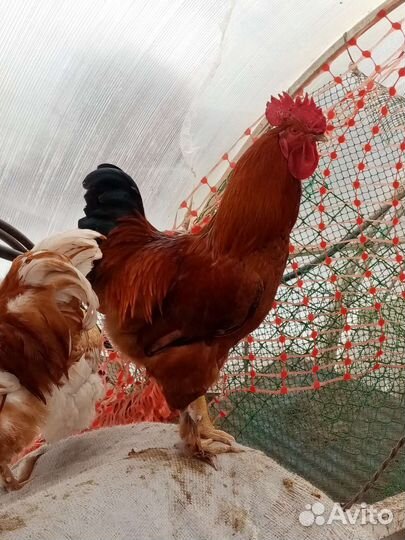Породистые молодые петухи