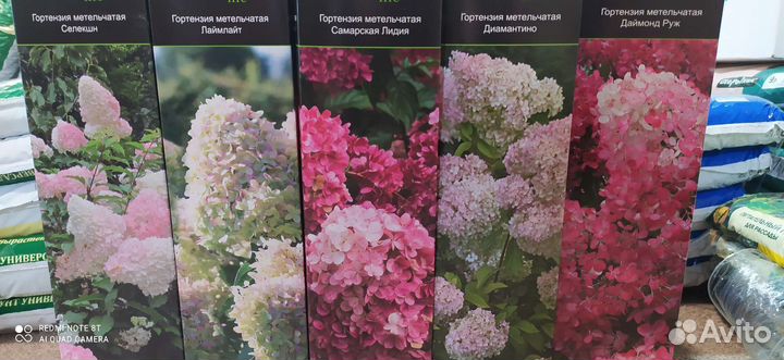 Растения для сада