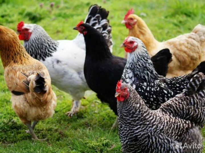 Куры молодки несушки