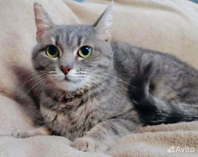 Кошка