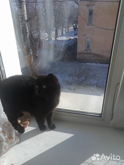 Кошка умница