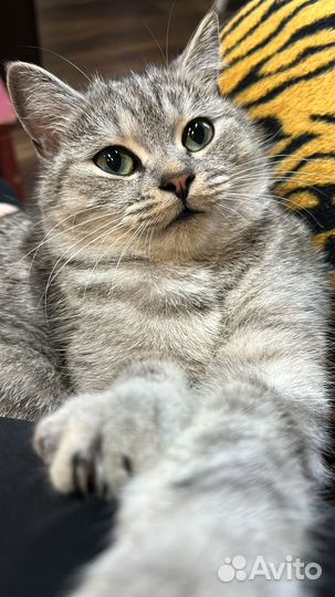 Котята в дар бесплатно
