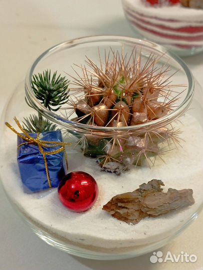 Флорариум,суккуленты, сувениры, подарок