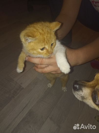 Кошка в дар бесплатно