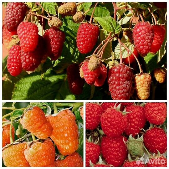 Рассада клубники и другие саженцы