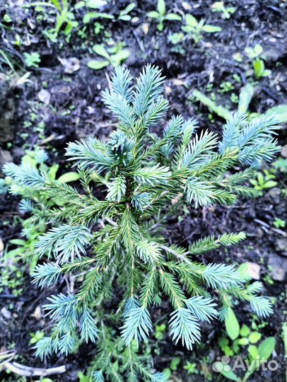 Ель голубая