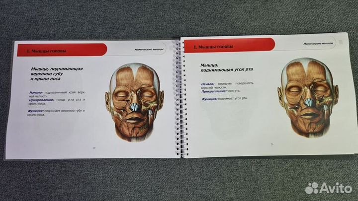 «Атлас мышц человека» (2015) Васильев