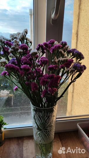 Статица сухоцвет на букет