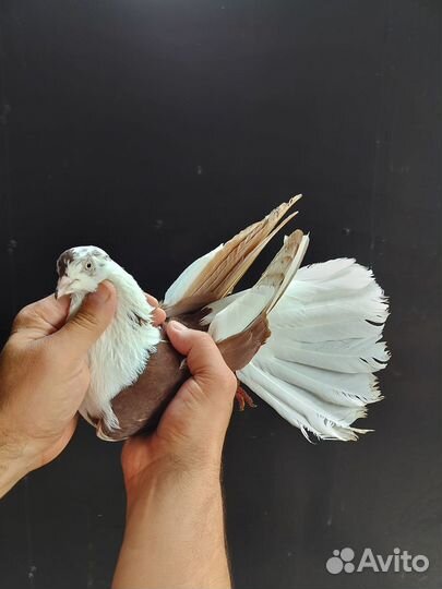 Николаевские голуби Донецкой селекции и мелитополь