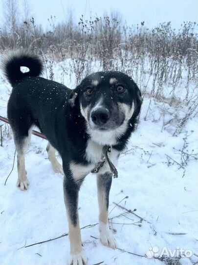 Кэтти собачка для семьи