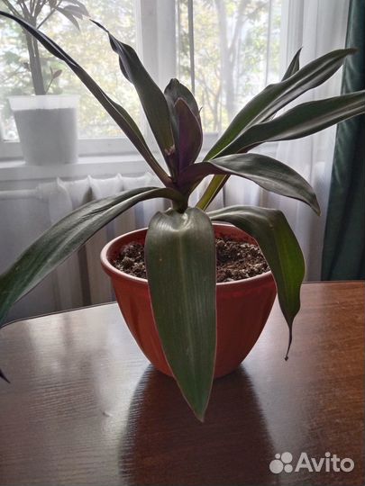 Традесканция рео