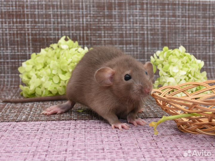 Крысята Дамбо