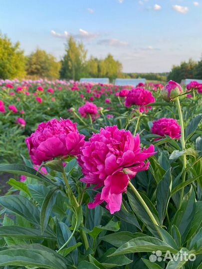 Пион Феликс Суприм (корни/делёнки)