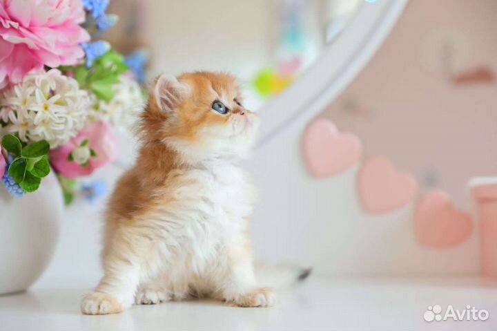 Британская золотая шиншилла ny 12