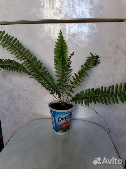 Комнатные цветы