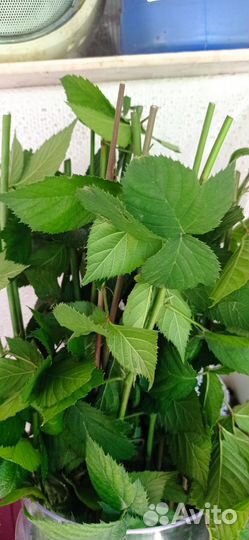 Ежевика, чебуки